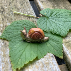 Sieraden Hanger Brown snail 89